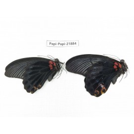 Papilio memnon ssp. China, Sichuan, Baoxing county. 2M. Papi-Papi-21884.