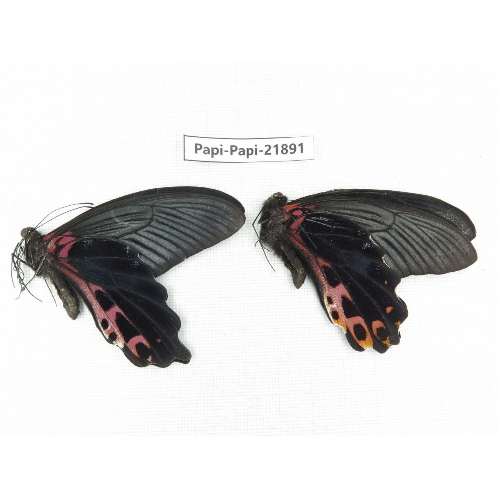 Papilio alemenor ssp. China, Sichuan, Baoxing county. 2M. Papi-Papi-21891.