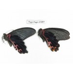 Papilio alemenor ssp. China, Sichuan, Baoxing county. 2M. Papi-Papi-21891.