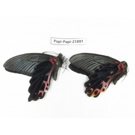 Papilio alemenor ssp. China, Sichuan, Baoxing county. 2M. Papi-Papi-21891.