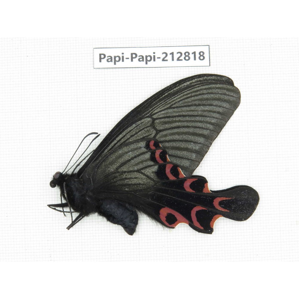 Papilio elwesi ssp. China, Sichuan, Ganzhi area, Mt.Gonggashan. 1M. Papi-Papi-212818.
