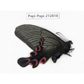 Papilio elwesi ssp. China, Sichuan, Ganzhi area, Mt.Gonggashan. 1M. Papi-Papi-212818.