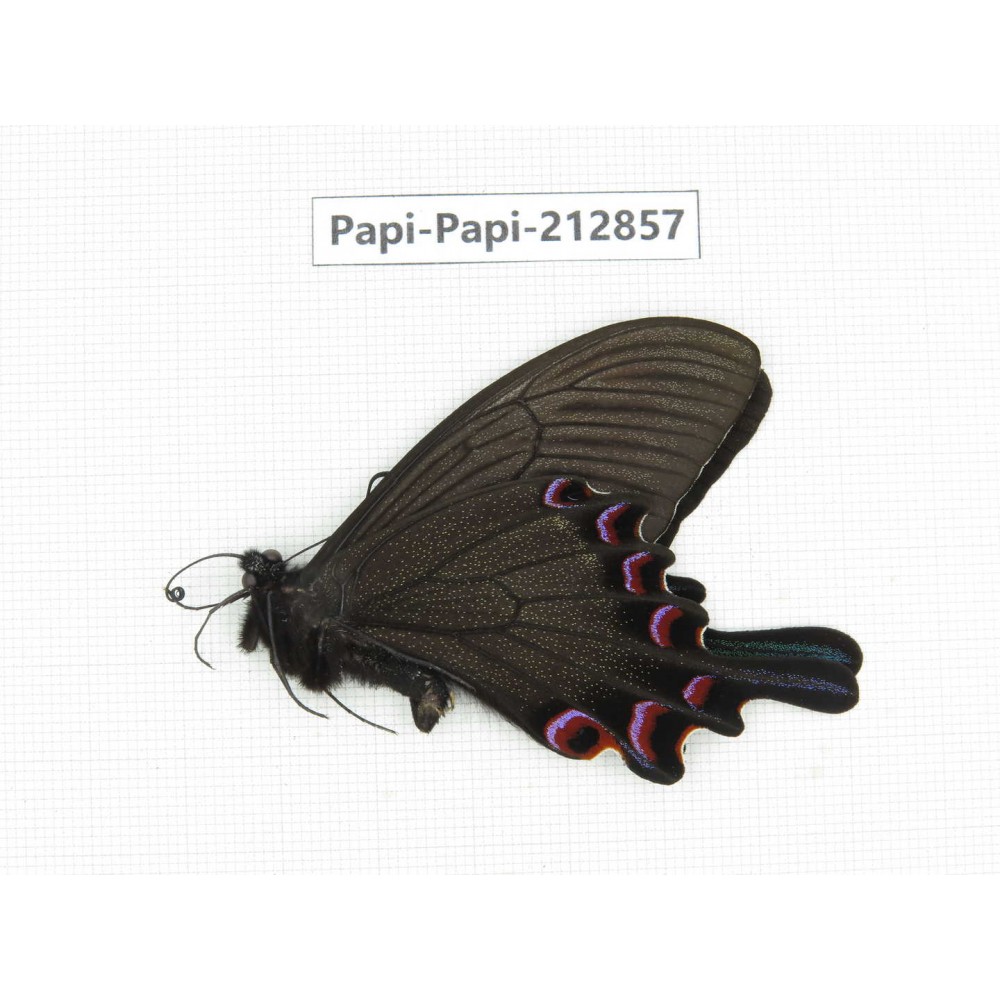 Papilio syfanius ssp. China, Sichuan, Ganzhi area, Mt.Gonggashan. 1M. Papi-Papi-212857.