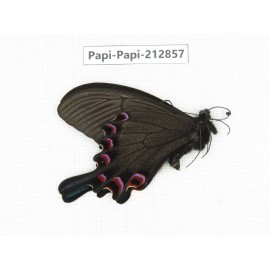 Papilio syfanius ssp. China, Sichuan, Ganzhi area, Mt.Gonggashan. 1M. Papi-Papi-212857.