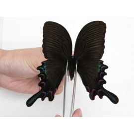 Papilio syfanius ssp. China, Sichuan, Ganzhi area, Mt.Gonggashan. 1M. Papi-Papi-212857.