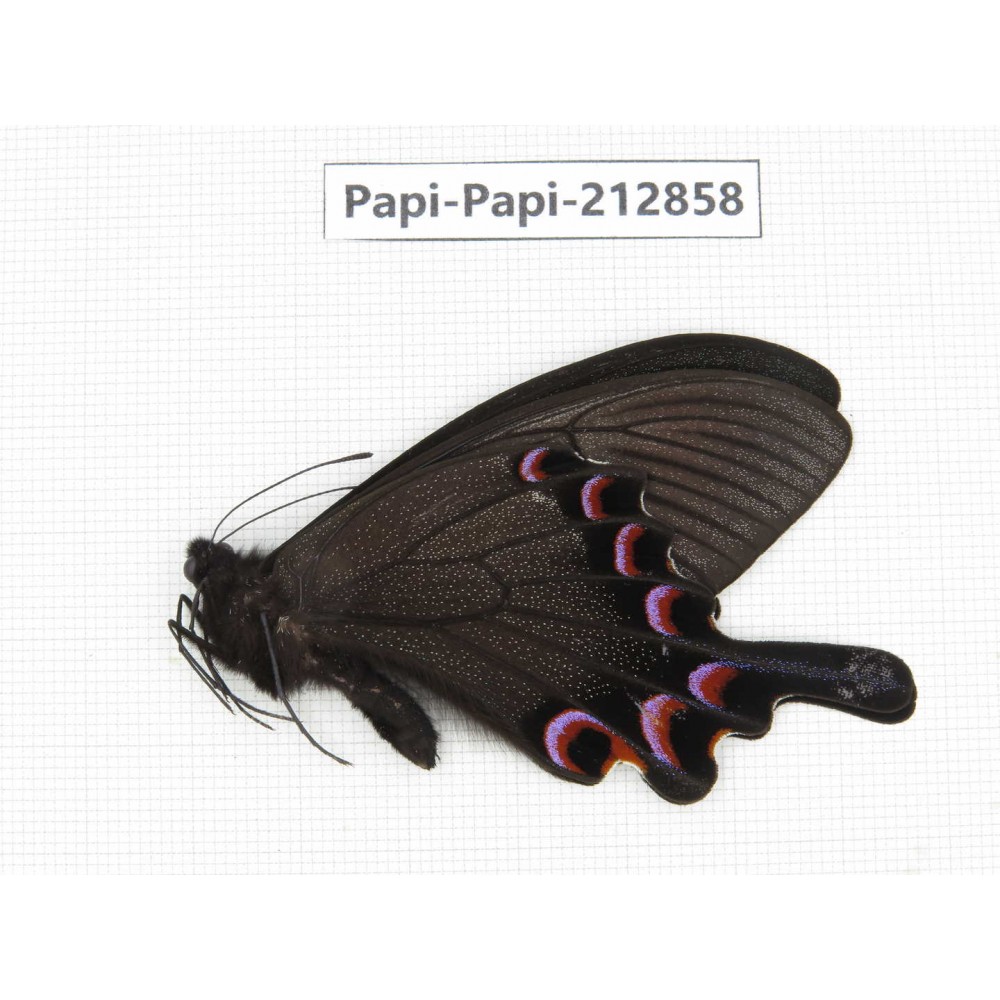 Papilio syfanius ssp. China, Sichuan, Ganzhi area, Mt.Gonggashan. 1M. Papi-Papi-212858.