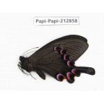 Papilio syfanius ssp. China, Sichuan, Ganzhi area, Mt.Gonggashan. 1M. Papi-Papi-212858.