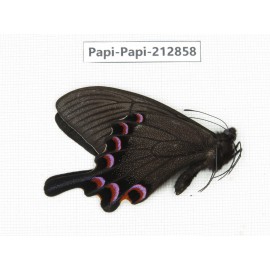 Papilio syfanius ssp. China, Sichuan, Ganzhi area, Mt.Gonggashan. 1M. Papi-Papi-212858.