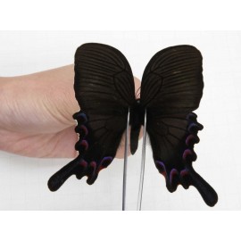 Papilio syfanius ssp. China, Sichuan, Ganzhi area, Mt.Gonggashan. 1M. Papi-Papi-212858.