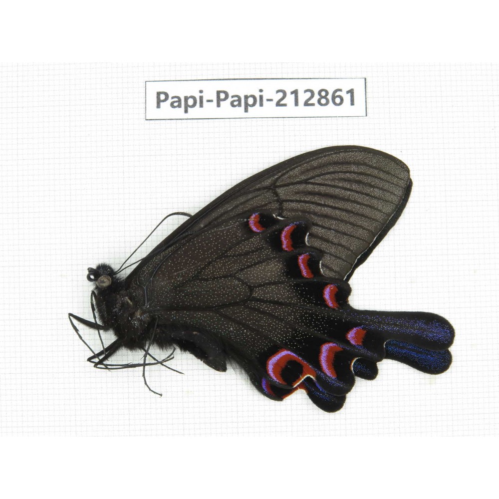 Papilio syfanius ssp. China, Sichuan, Ganzhi area, Mt.Gonggashan. 1M. Papi-Papi-212861.