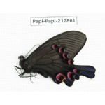 Papilio syfanius ssp. China, Sichuan, Ganzhi area, Mt.Gonggashan. 1M. Papi-Papi-212861.