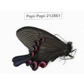 Papilio syfanius ssp. China, Sichuan, Ganzhi area, Mt.Gonggashan. 1M. Papi-Papi-212861.