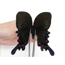 Papilio syfanius ssp. China, Sichuan, Ganzhi area, Mt.Gonggashan. 1M. Papi-Papi-212861.