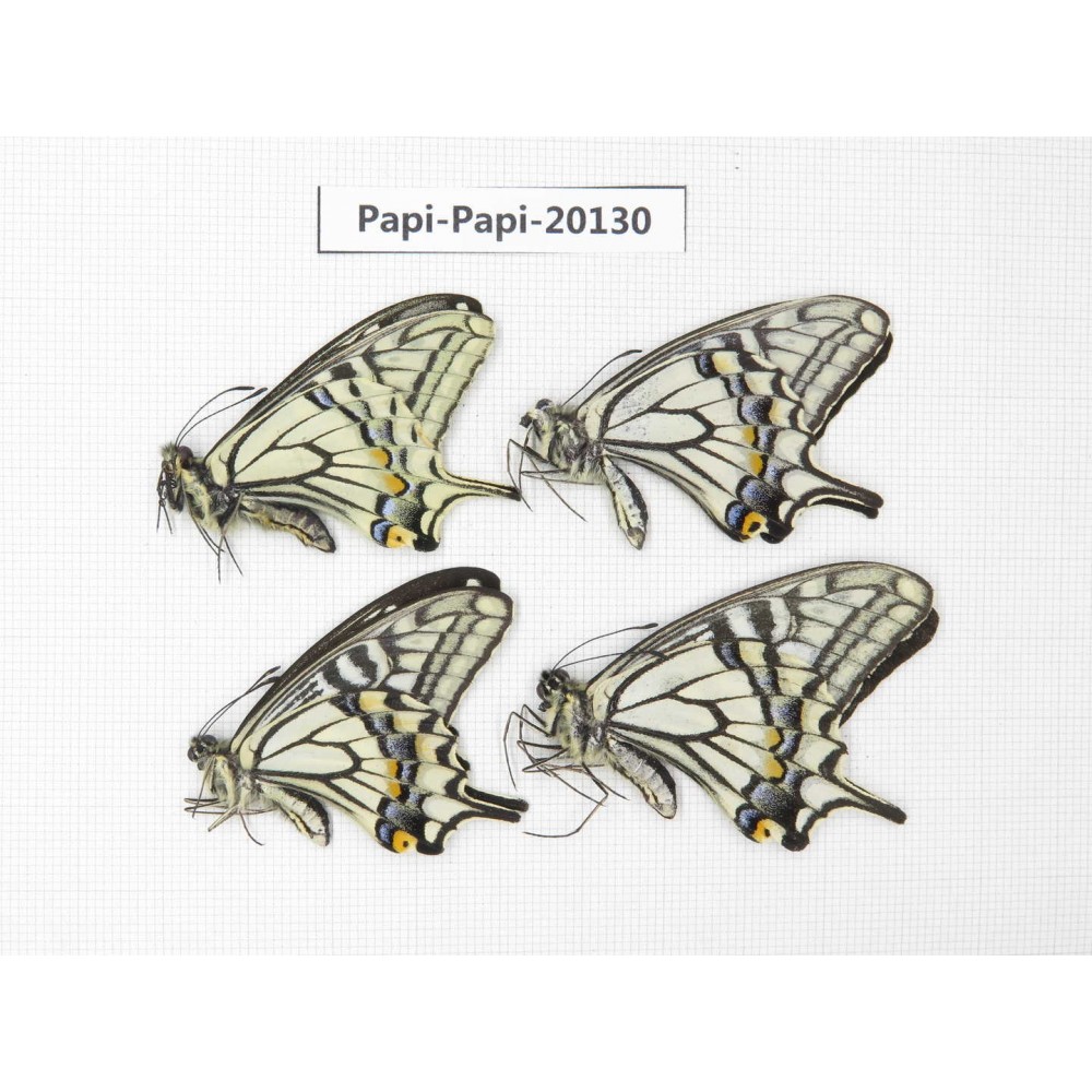 Papilio xuthus ssp. China, Sichuan, Ganzi, Batang county. 4M. Papi-Papi-20130.