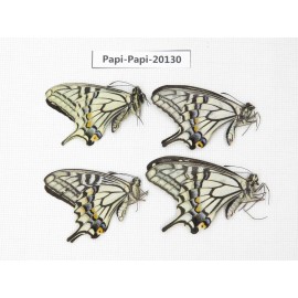 Papilio xuthus ssp. China, Sichuan, Ganzi, Batang county. 4M. Papi-Papi-20130.