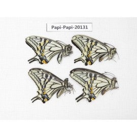Papilio xuthus ssp. China, Sichuan, Ganzi, Batang county. 4M. Papi-Papi-20131.