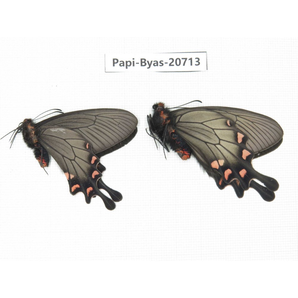 Byasa demonius demonius. China, Sichuan, Ganzi, Batang county. 2M. Papi-Papi-20713.