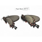 Byasa demonius demonius. China, Sichuan, Ganzi, Batang county. 2M. Papi-Papi-20713.