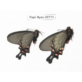 Byasa demonius demonius. China, Sichuan, Ganzi, Batang county. 2M. Papi-Papi-20713.