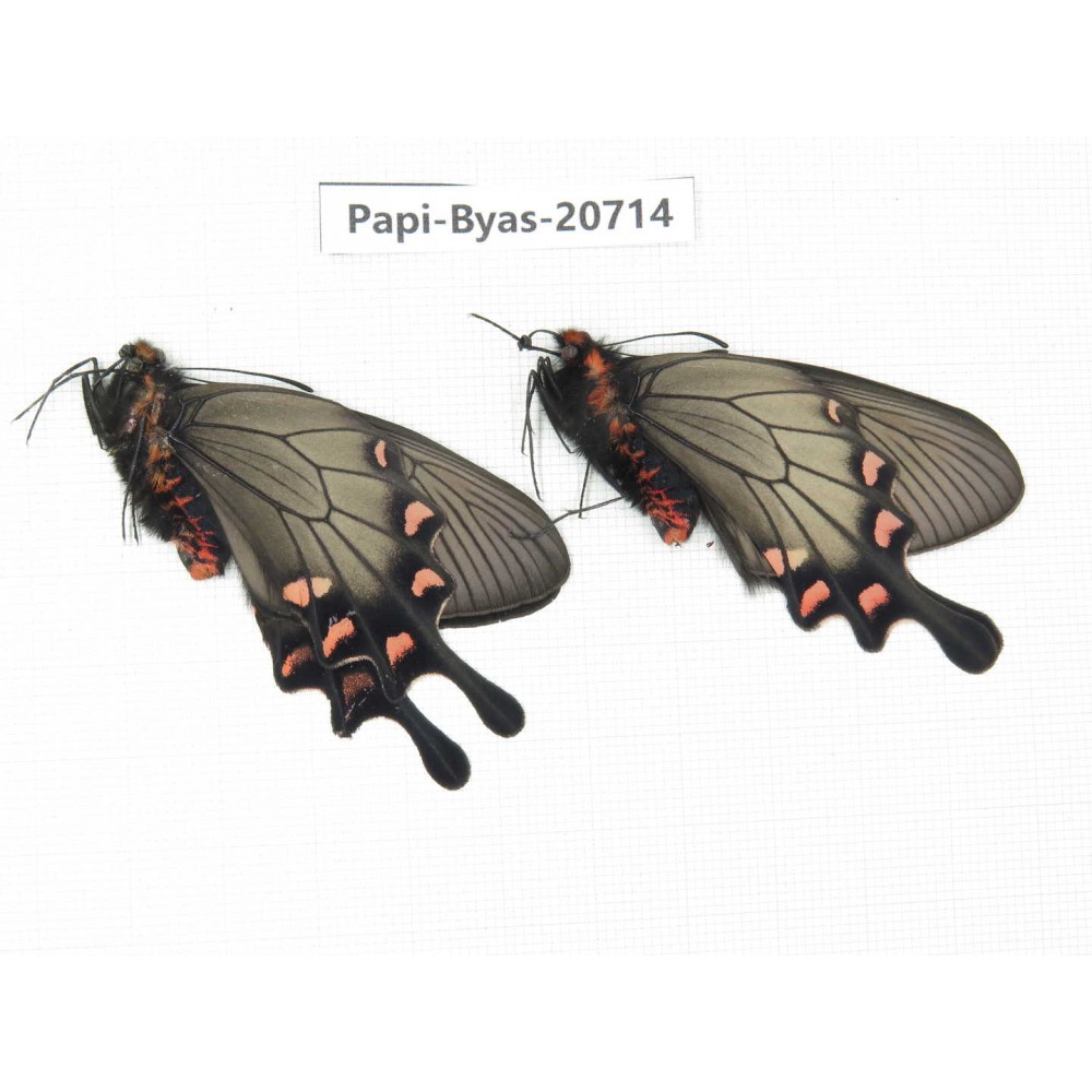 Byasa demonius demonius. China, Sichuan, Ganzi, Batang county. 2M. Papi-Papi-20714.