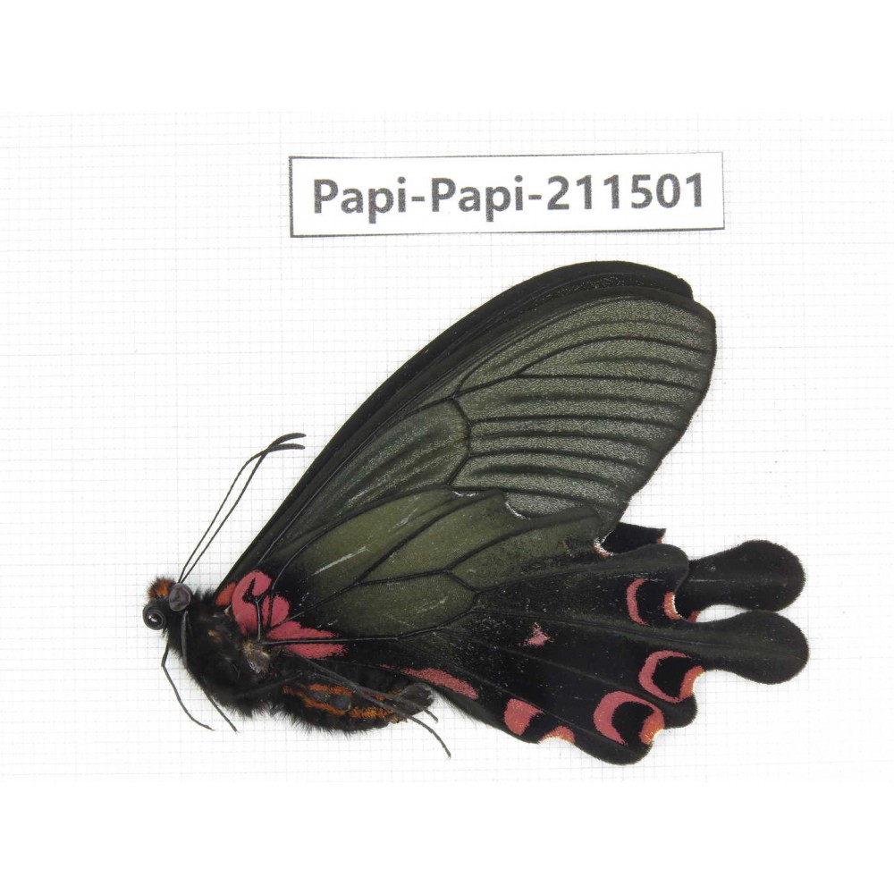 Papilio boots ssp. China, Sichuan, Ganzi, Jiulong county. 1M. Papi-Papi-211501.