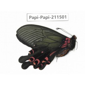 Papilio boots ssp. China, Sichuan, Ganzi, Jiulong county. 1M. Papi-Papi-211501.