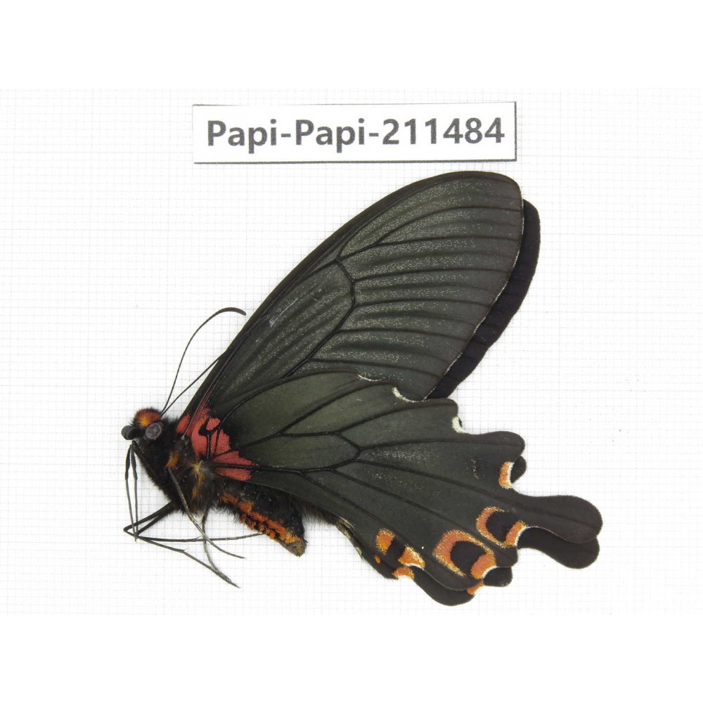 Papilio boots ssp. China, Sichuan, Ganzi, Jiulong county. 1M. Papi-Papi-211484.