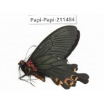 Papilio boots ssp. China, Sichuan, Ganzi, Jiulong county. 1M. Papi-Papi-211484.