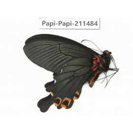 Papilio boots ssp. China, Sichuan, Ganzi, Jiulong county. 1M. Papi-Papi-211484.