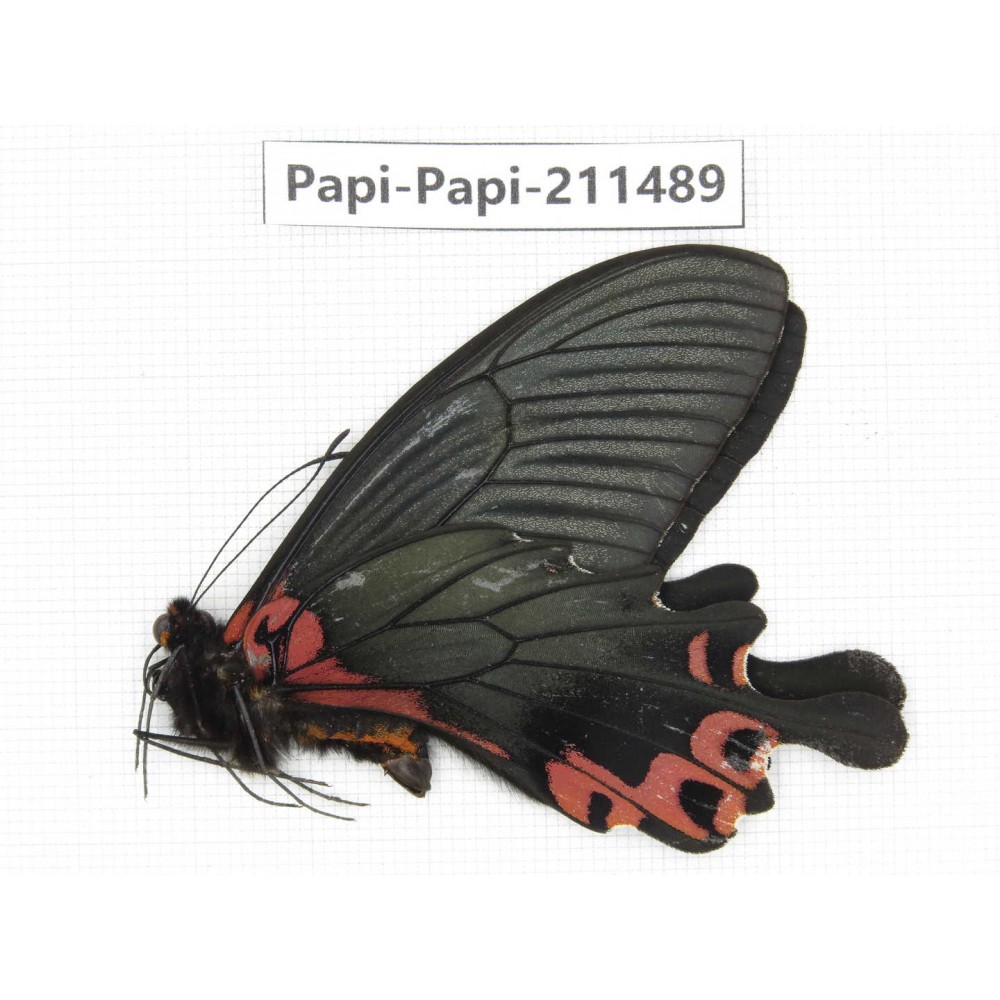 Papilio boots ssp. China, Sichuan, Ganzi, Jiulong county. 1M. Papi-Papi-211489.