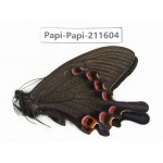 Papilio syfanius ssp. China, Sichuan, Ganzi, Jiulong county. 1M. Papi-Papi-211604.