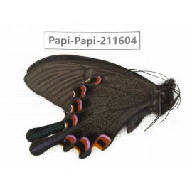 Papilio syfanius ssp. China, Sichuan, Ganzi, Jiulong county. 1M. Papi-Papi-211604.