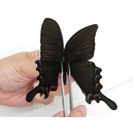 Papilio syfanius ssp. China, Sichuan, Ganzi, Jiulong county. 1M. Papi-Papi-211604.