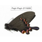 Papilio syfanius ssp. China, Sichuan, Ganzi, Jiulong county. 1M. Papi-Papi-211608.
