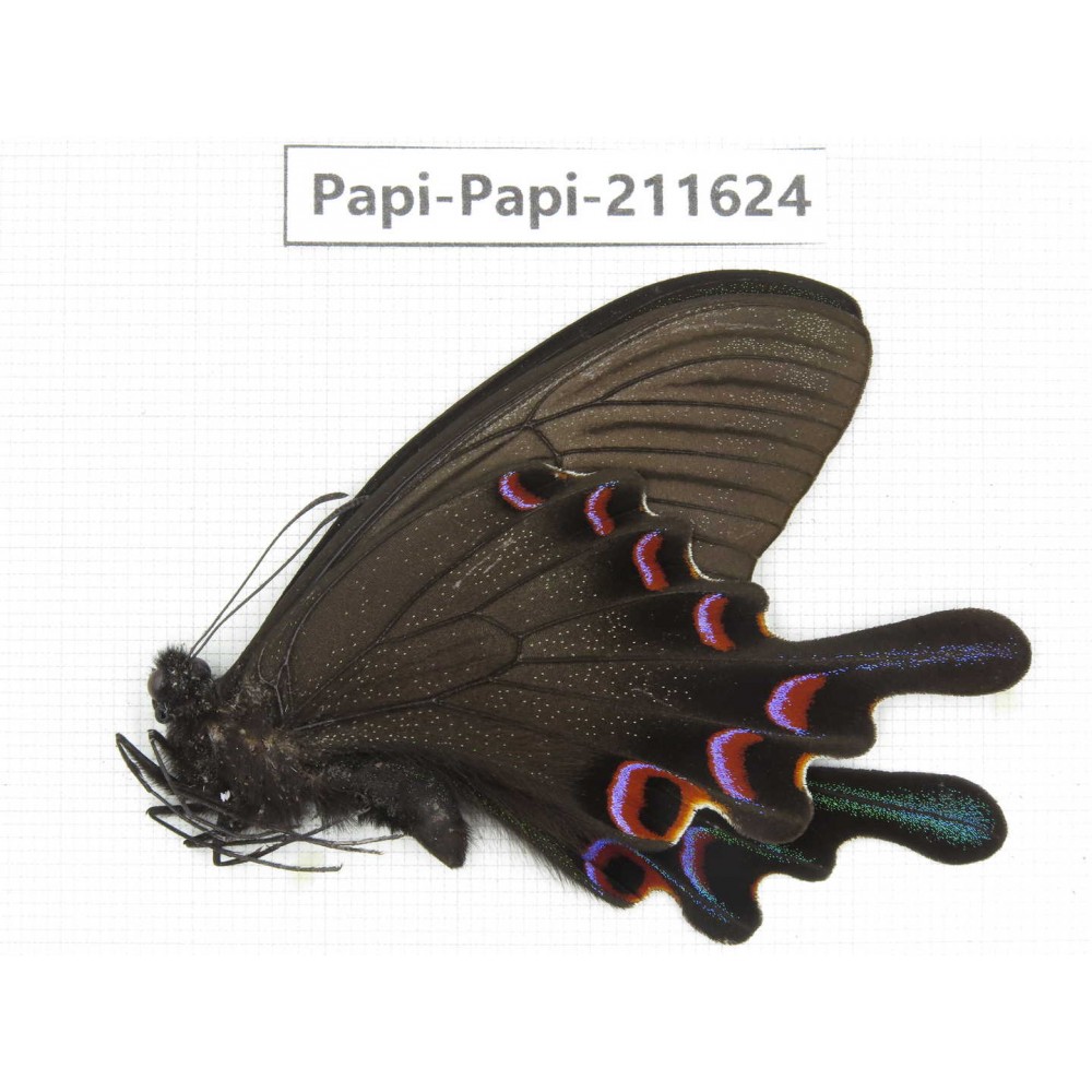 Papilio syfanius ssp. China, Sichuan, Ganzi, Jiulong county. 1M. Papi-Papi-211624.