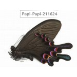 Papilio syfanius ssp. China, Sichuan, Ganzi, Jiulong county. 1M. Papi-Papi-211624.