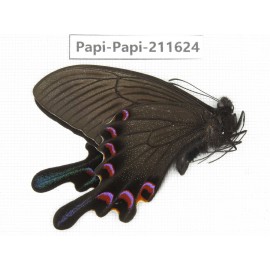 Papilio syfanius ssp. China, Sichuan, Ganzi, Jiulong county. 1M. Papi-Papi-211624.