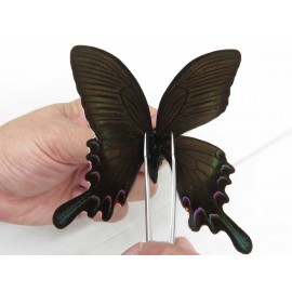 Papilio syfanius ssp. China, Sichuan, Ganzi, Jiulong county. 1M. Papi-Papi-211624.