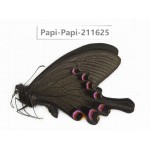 Papilio syfanius ssp. China, Sichuan, Ganzi, Jiulong county. 1M. Papi-Papi-211625.