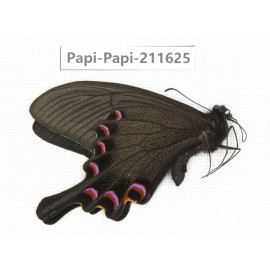 Papilio syfanius ssp. China, Sichuan, Ganzi, Jiulong county. 1M. Papi-Papi-211625.