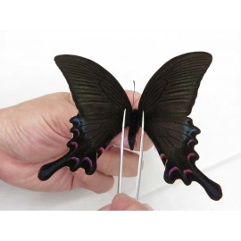 Papilio syfanius ssp. China, Sichuan, Ganzi, Jiulong county. 1M. Papi-Papi-211625.