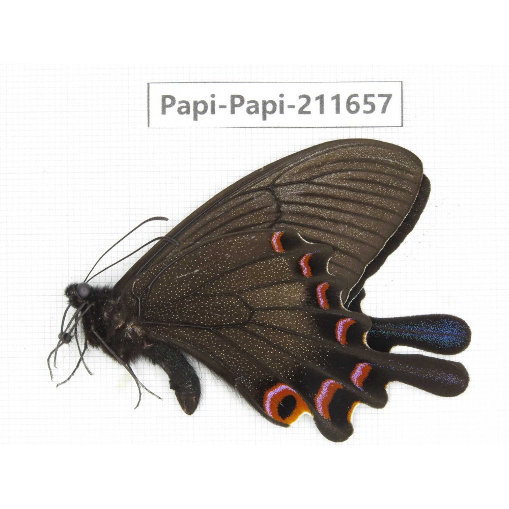 Papilio syfanius ssp. China, Sichuan, Ganzi, Jiulong county. 1M. Papi-Papi-211657.