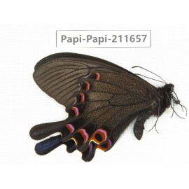 Papilio syfanius ssp. China, Sichuan, Ganzi, Jiulong county. 1M. Papi-Papi-211657.