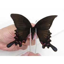 Papilio syfanius ssp. China, Sichuan, Ganzi, Jiulong county. 1M. Papi-Papi-211657.