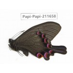 Papilio syfanius ssp. China, Sichuan, Ganzi, Jiulong county. 1M. Papi-Papi-211658.