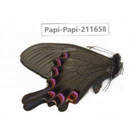 Papilio syfanius ssp. China, Sichuan, Ganzi, Jiulong county. 1M. Papi-Papi-211658.