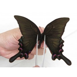 Papilio syfanius ssp. China, Sichuan, Ganzi, Jiulong county. 1M. Papi-Papi-211658.
