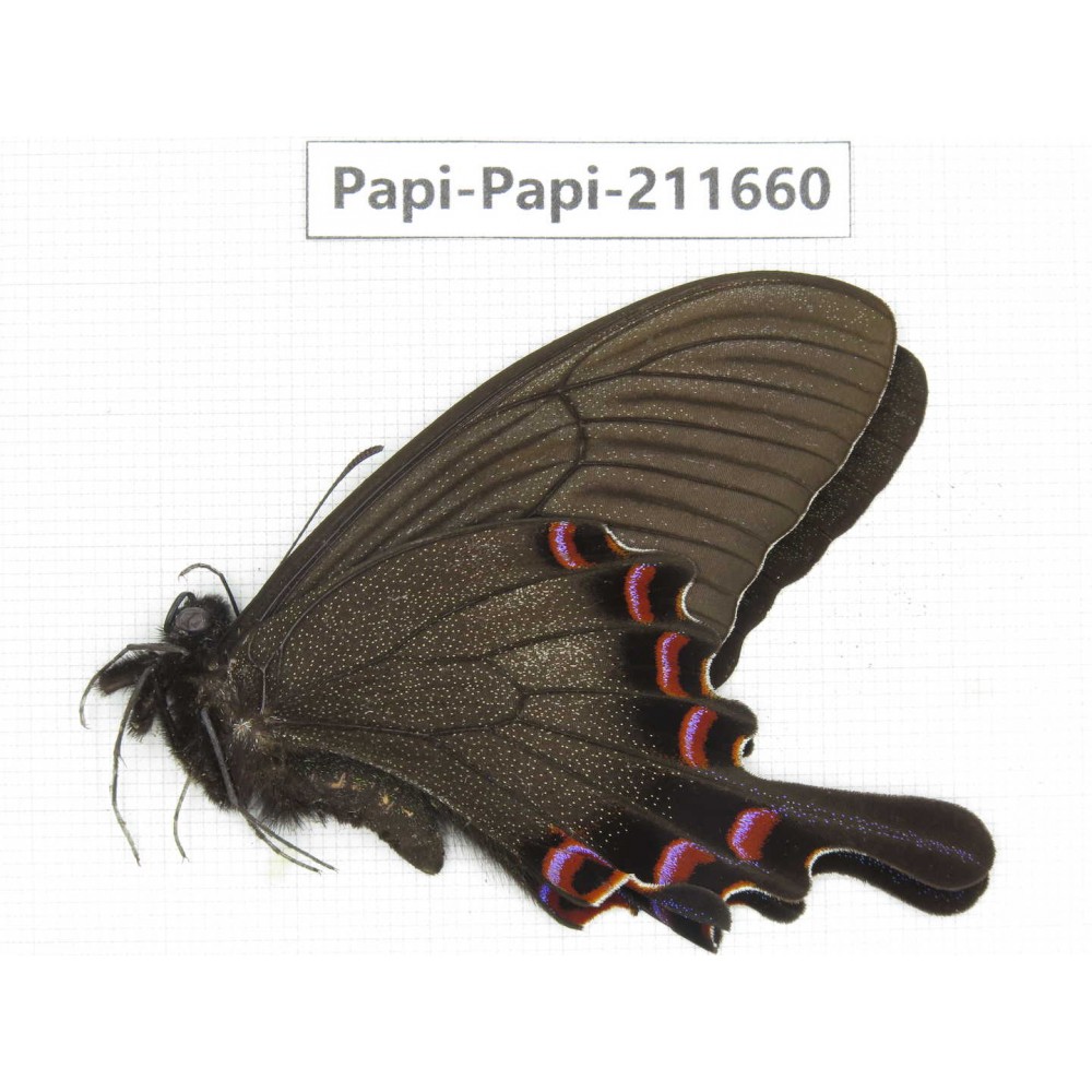 Papilio syfanius ssp. China, Sichuan, Ganzi, Jiulong county. 1M. Papi-Papi-211660.