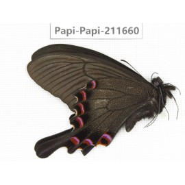 Papilio syfanius ssp. China, Sichuan, Ganzi, Jiulong county. 1M. Papi-Papi-211660.