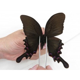 Papilio syfanius ssp. China, Sichuan, Ganzi, Jiulong county. 1M. Papi-Papi-211660.